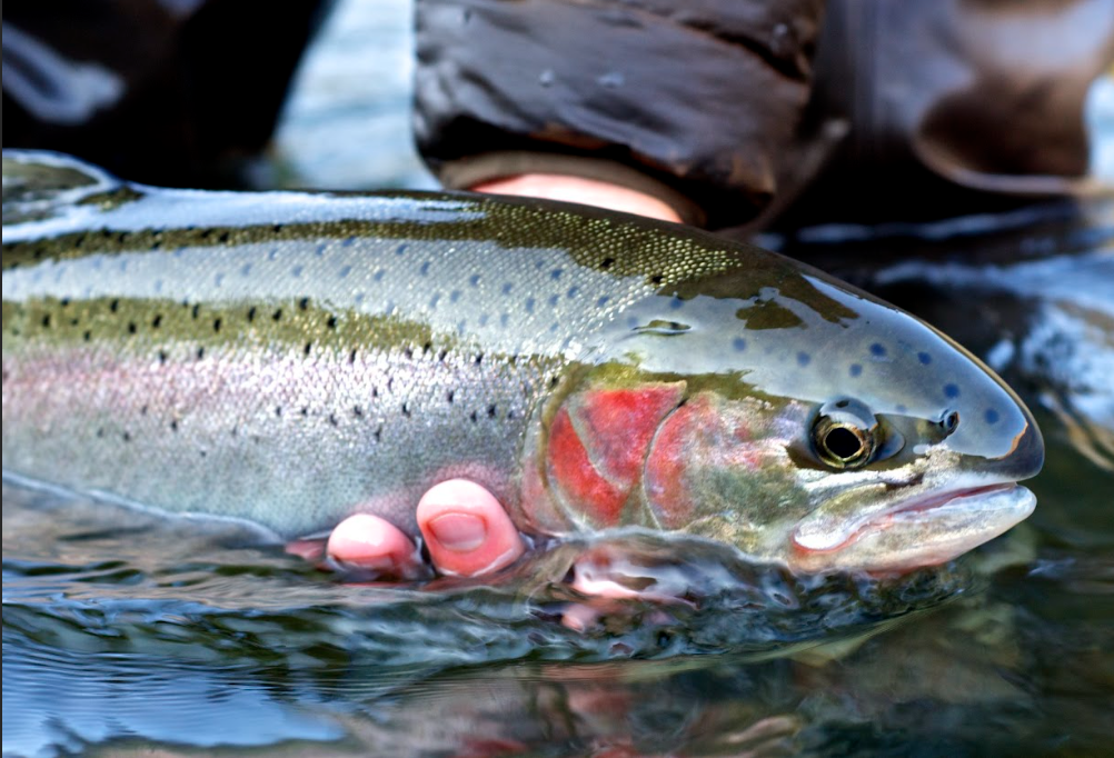 Fly caught steelhead being held in the water