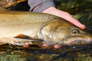 Bull-Trout-Image
