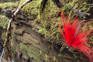 Red-Dressed Scandi Hair-Wing Stinger